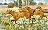 Artist's reconstruction of Mesohippus.